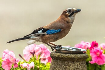 Eurasian-Jay-by-Dirk-van-Wolferen