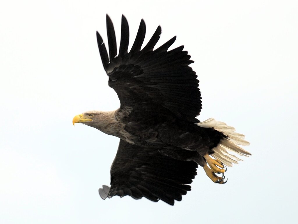 Dutch bird names - General Name Discussion - Nameberry