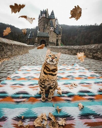 Kitty