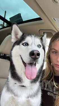Husky