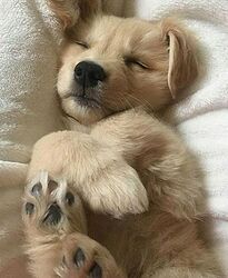 cute puppy