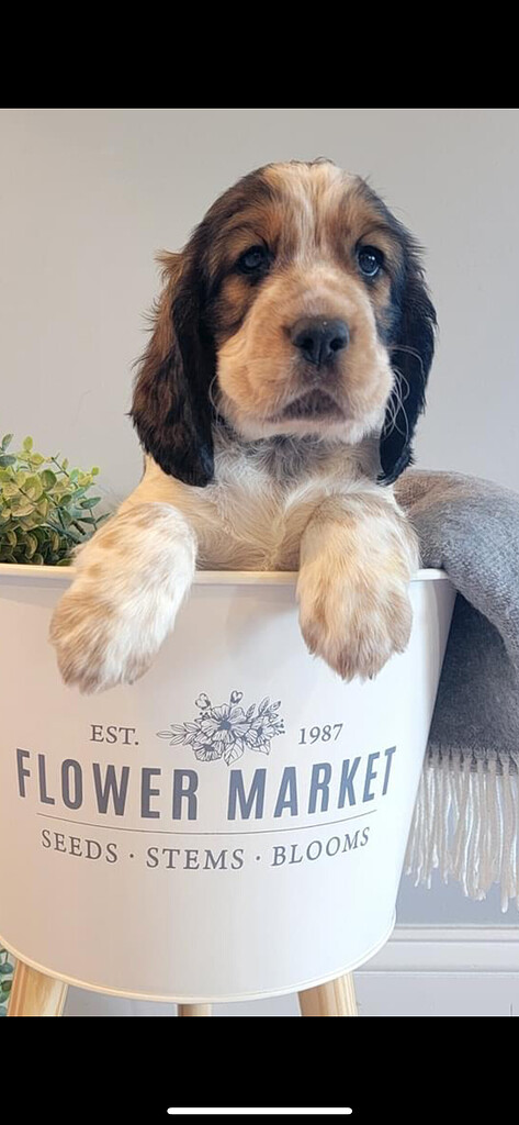 Help Name Our Puppy Pet Names Nameberry help-name-our-puppy-pet-names-nameberry