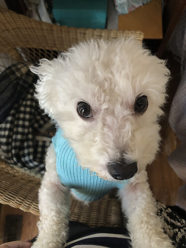 finn sweater.HEIC
