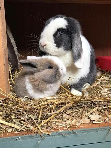 Cutie pie💛 | Cute animals, Baby animals, Cute bunny