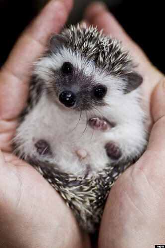 o-BABY-HEDGEHOG-570