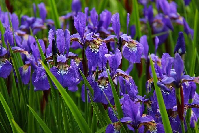 perennial-plants-iris-flower-plant__79686.1608512796