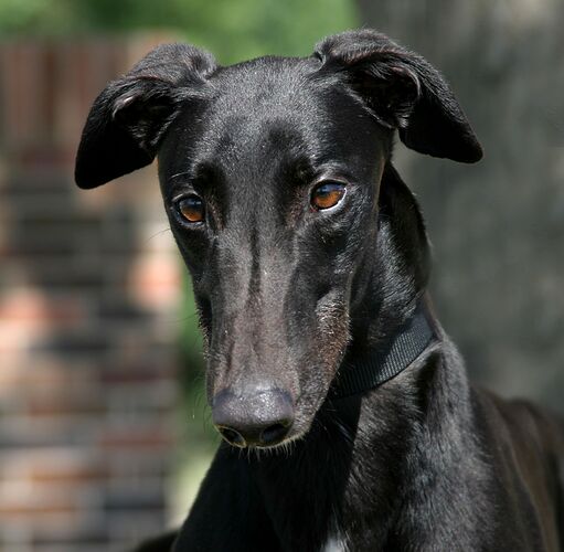 Greyhounds are the cutest!!