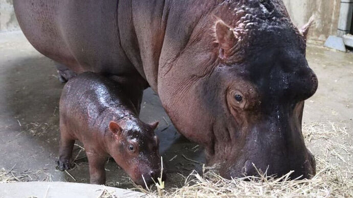 e4c815de-61c4-4dfd-a3b3-f5fc4624e481-large16x9_BabyHippo