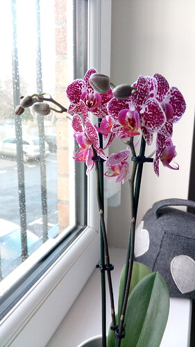 IMG-20210313-WA0032