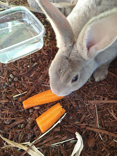 Bunny 2