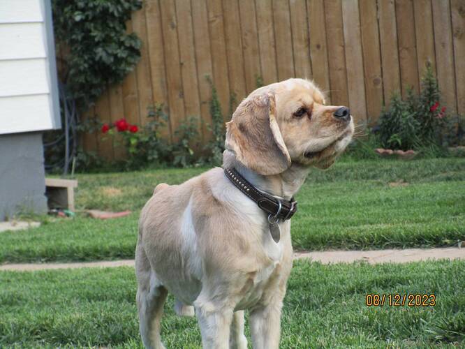 Cocker Spaniel Pueblo