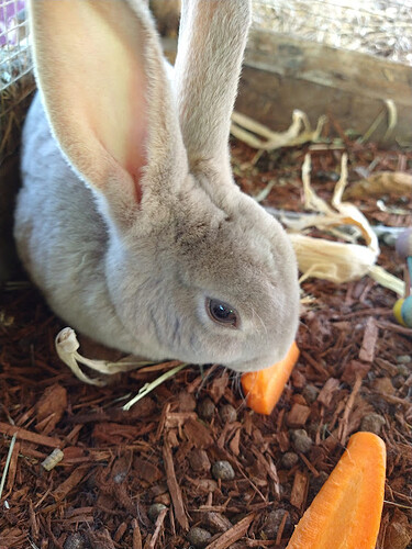 Bunny