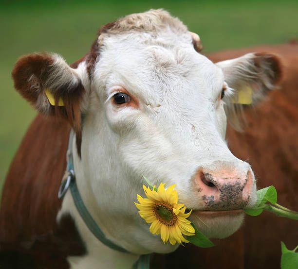 cow-with-sunflower-in-her-mouth-picture-id157381616