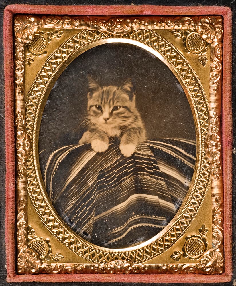 pet1