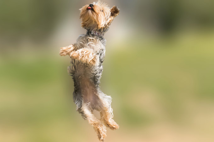 dogs-jumping-for-joy-5
