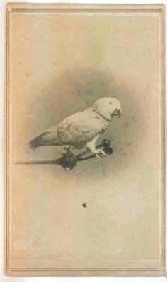pet3