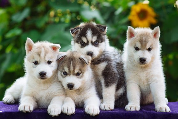 husky puppies
