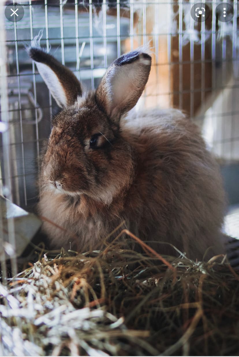 rabbit-names-writers-corner-nameberry